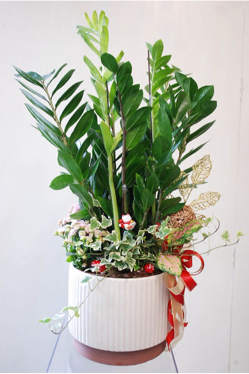 金錢樹桌上型組合盆景ZZ Plant Gift